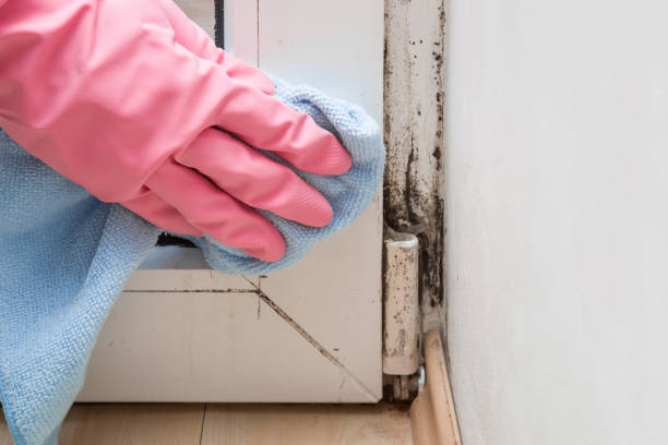 Best Basement Mold Removal  in Amity Gardens, PA